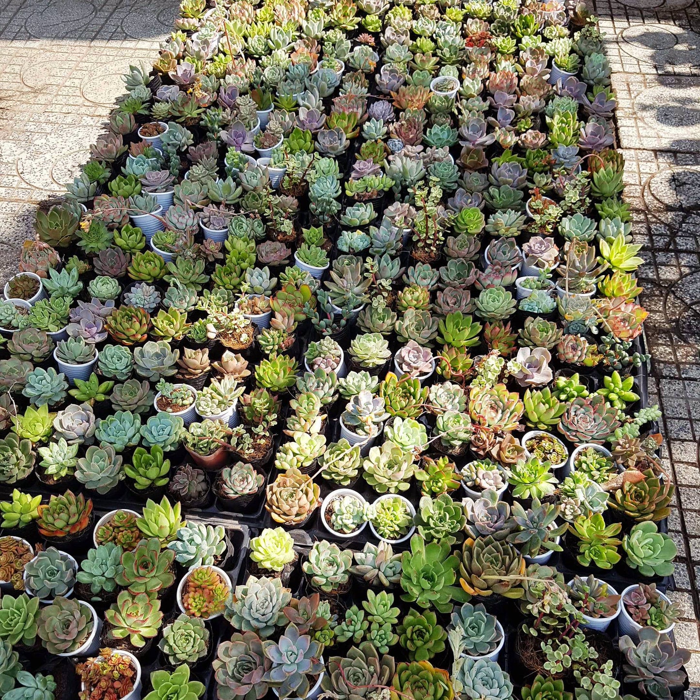 Random Succulent Tray - 64 Live Bulk Succulents - 2in Pot
