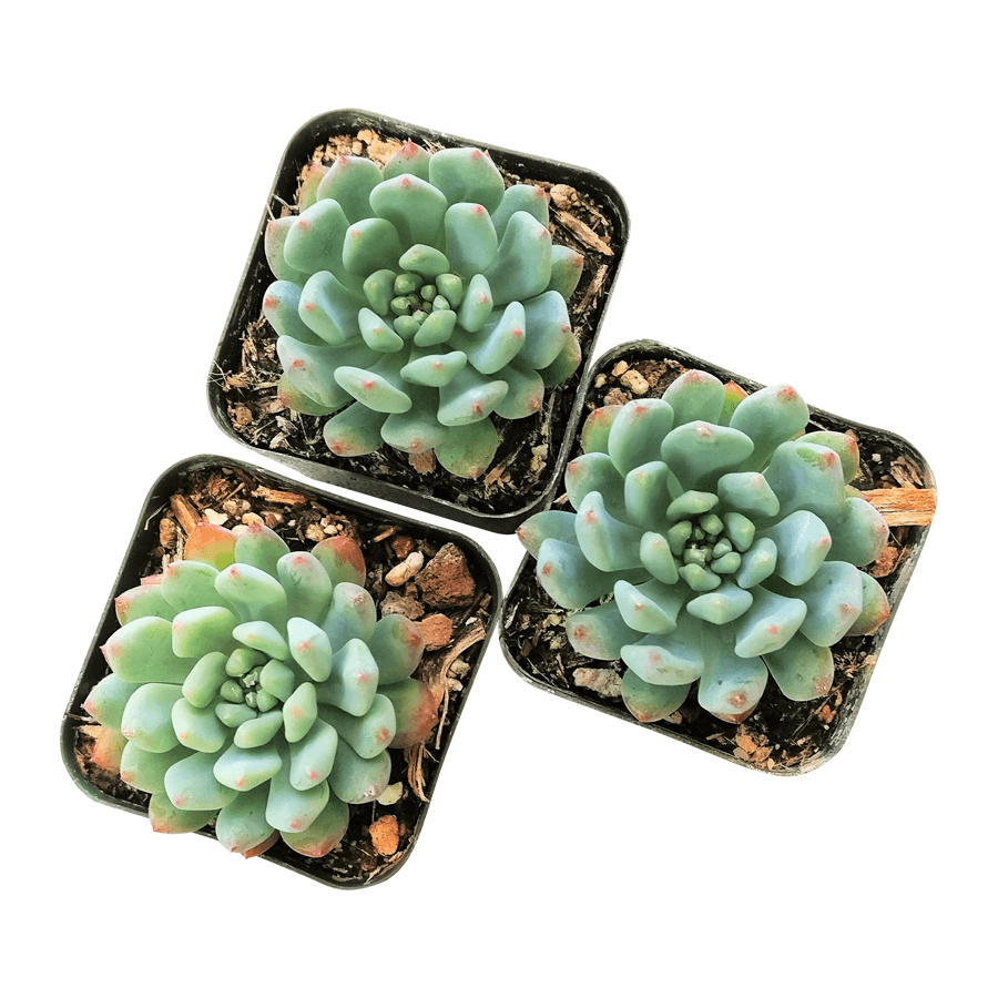Rosette Succulent Tray - 64 Live Bulk Succulents - 8 Species