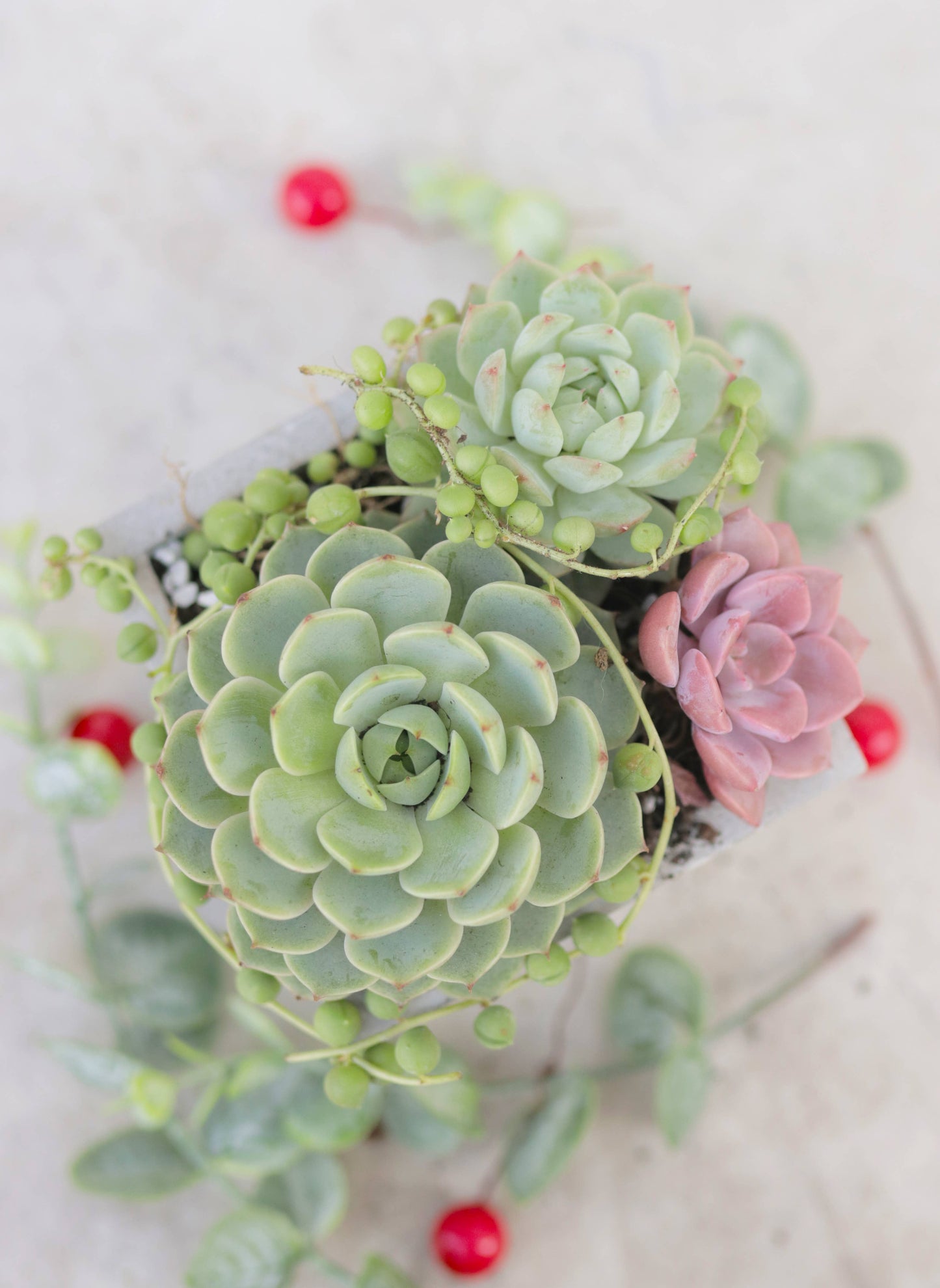 Rosette Succulent Tray - 64 Live Bulk Succulents - 8 Species