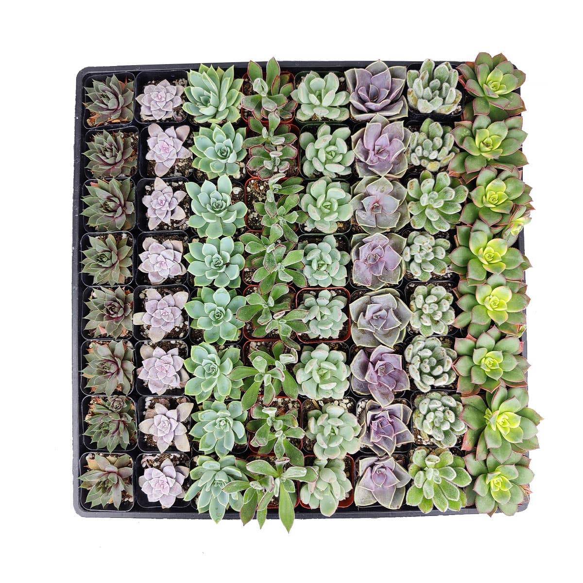 Rosette Succulent Tray - 64 Live Bulk Succulents - 8 Species