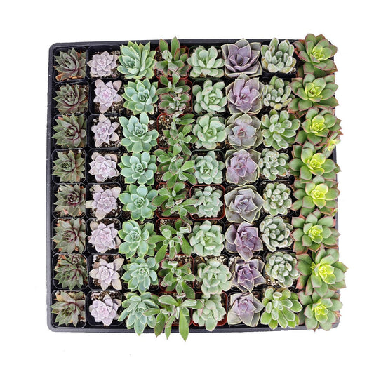 Rosette Succulent Tray - 64 Live Bulk Succulents - 8 Species