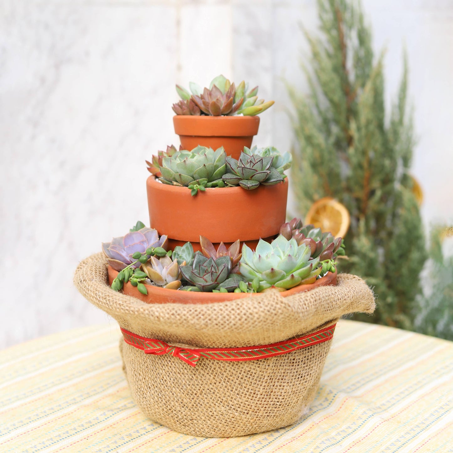 Random Succulent Tray - 64 Live Bulk Succulents - 2in Pot