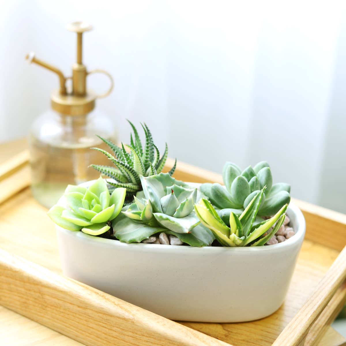Rosette Succulent Tray - 64 Live Bulk Succulents - 8 Species