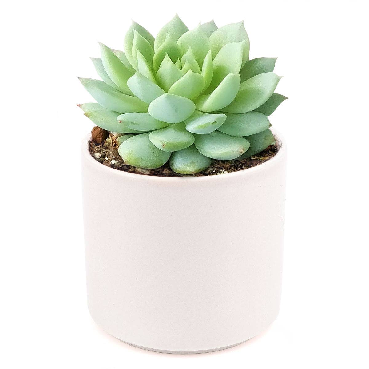 Rosette Succulent Tray - 64 Live Bulk Succulents - 8 Species