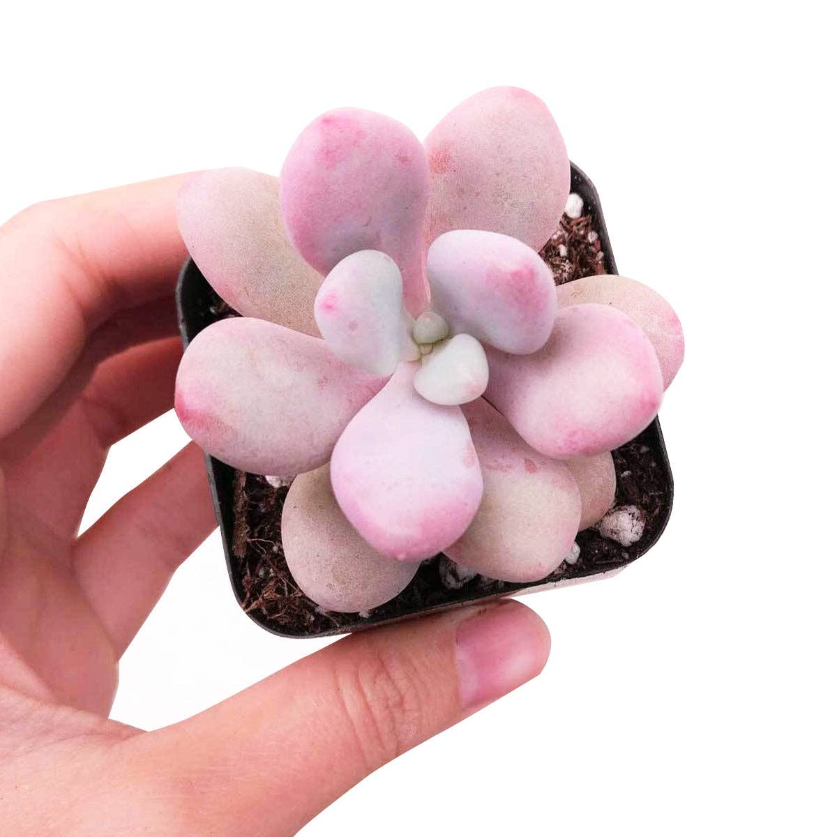 Rosette Succulent Tray - 64 Live Bulk Succulents - 8 Species