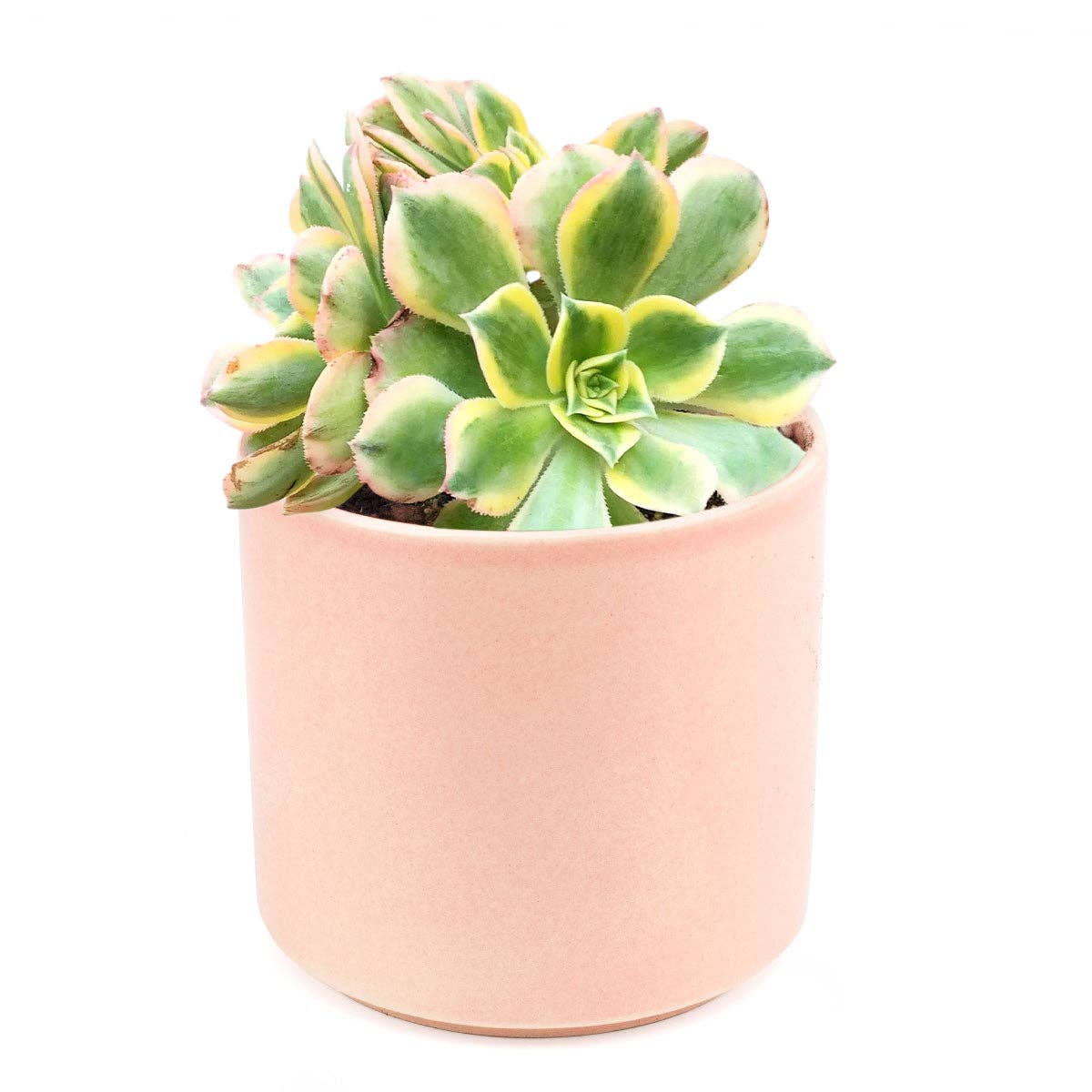 Rosette Succulent Tray - 64 Live Bulk Succulents - 8 Species