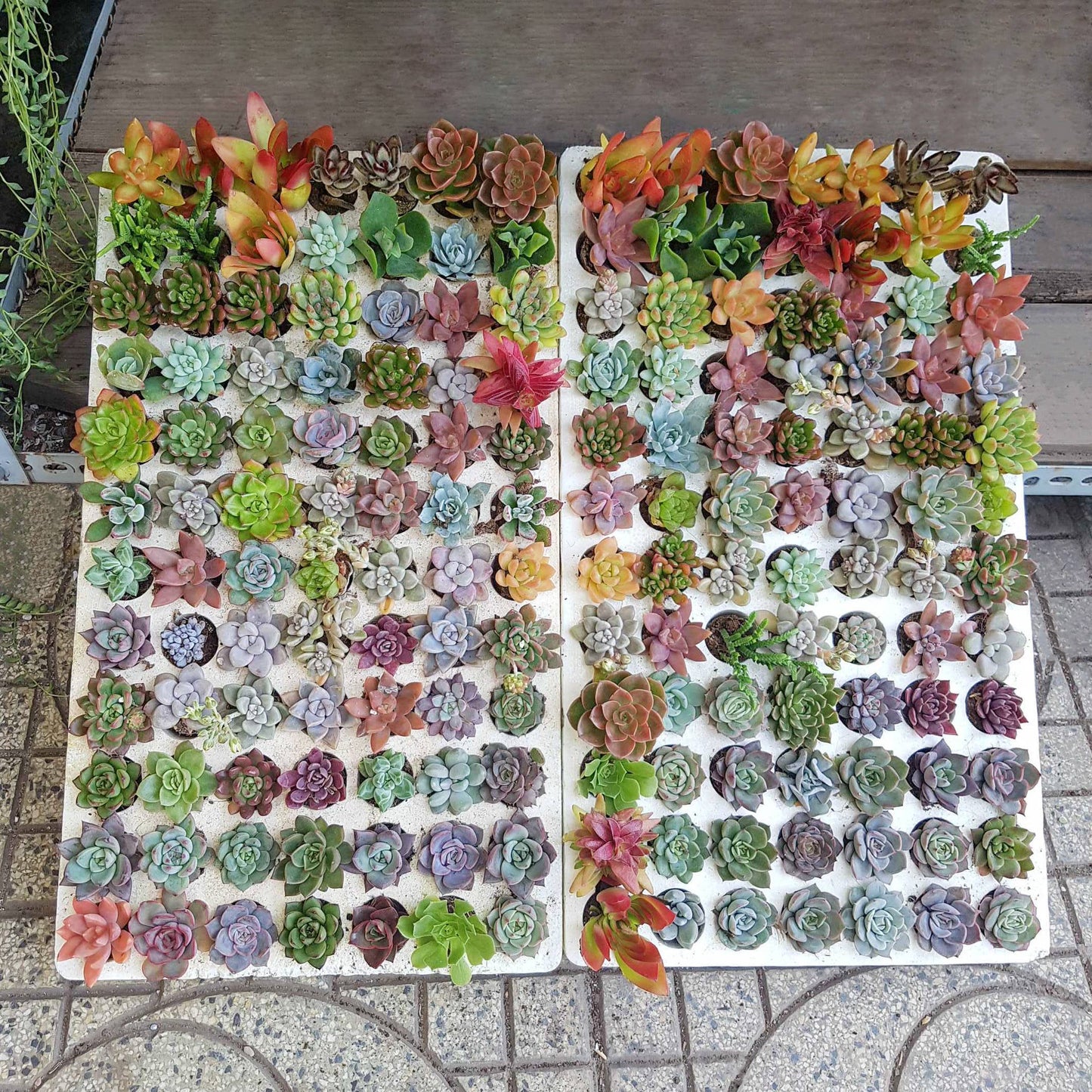 Random Succulent Tray - 64 Live Bulk Succulents - 2in Pot