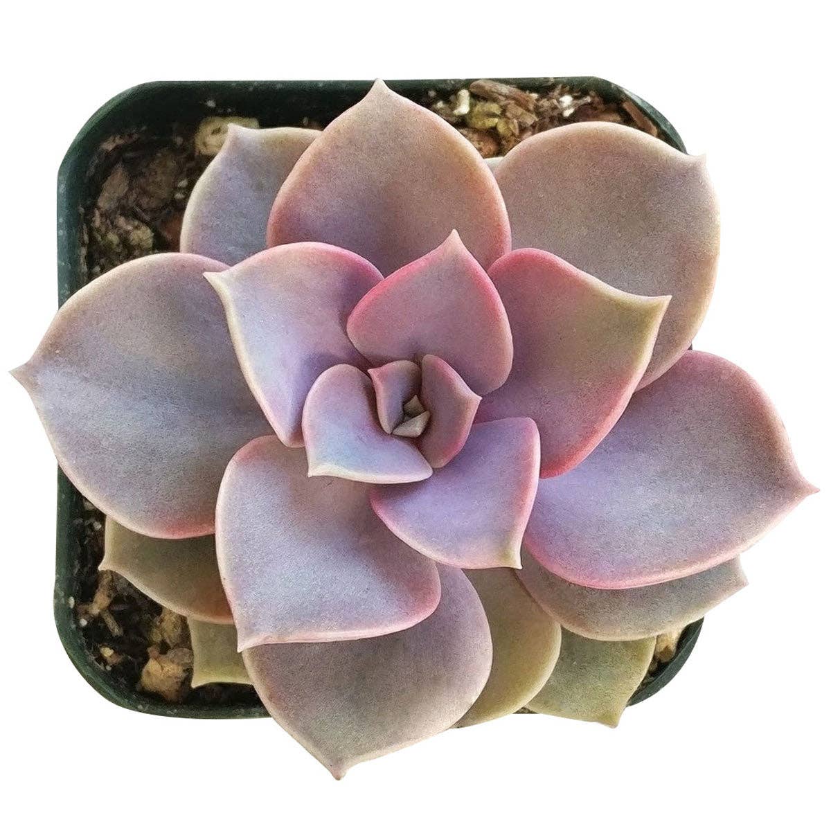 Rosette Succulent Tray - 64 Live Bulk Succulents - 8 Species