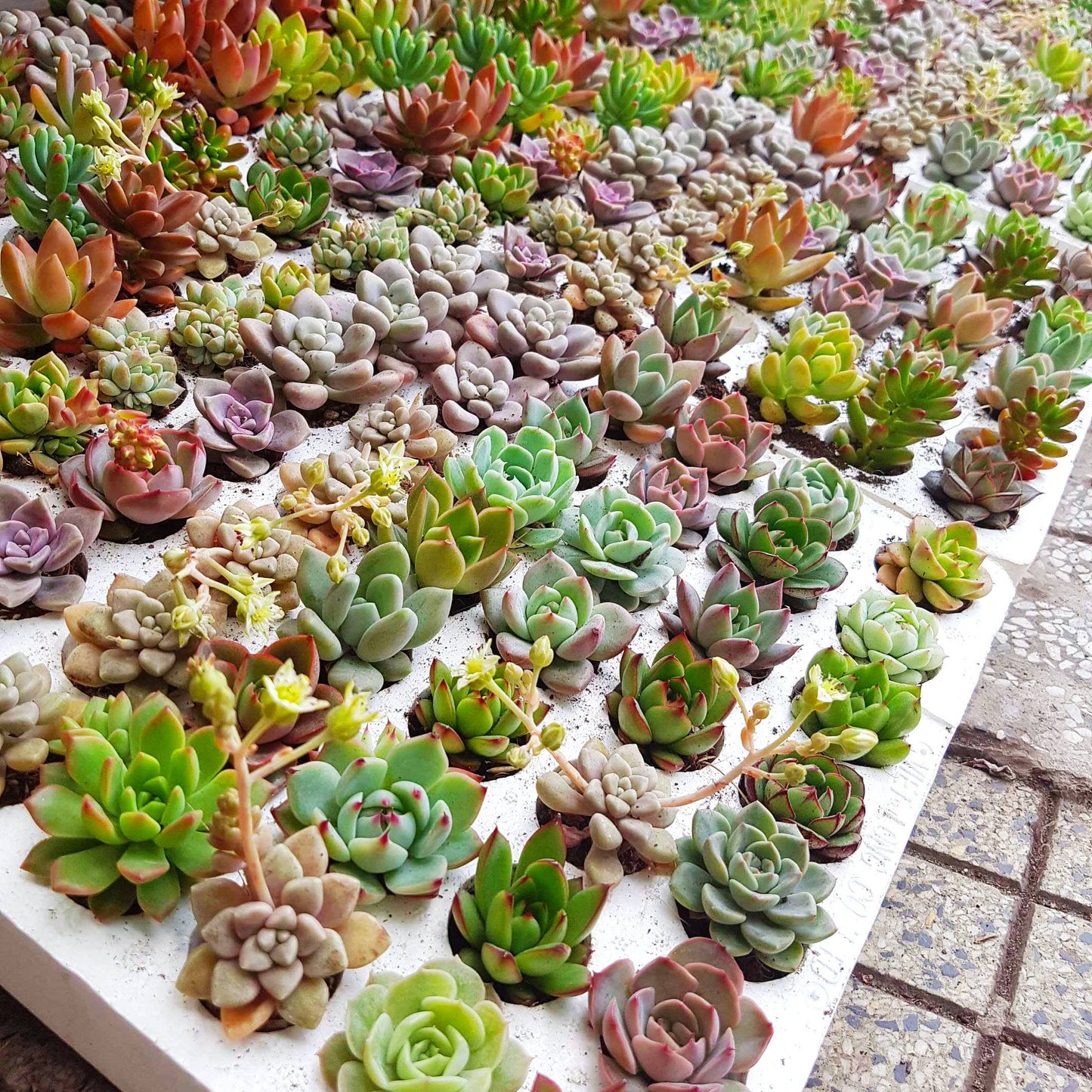 Random Succulent Tray - 64 Live Bulk Succulents - 2in Pot