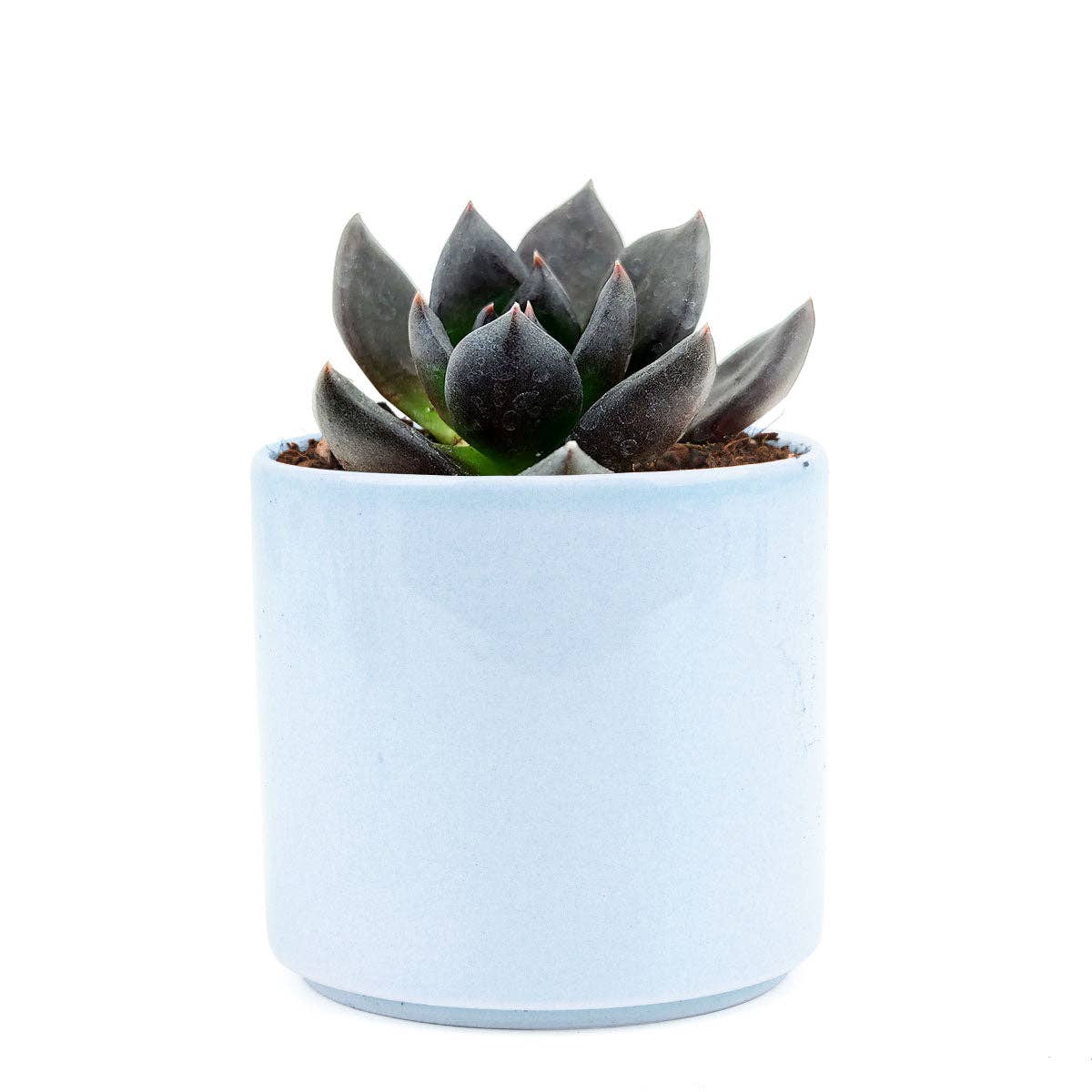 Rosette Succulent Tray - 64 Live Bulk Succulents - 8 Species