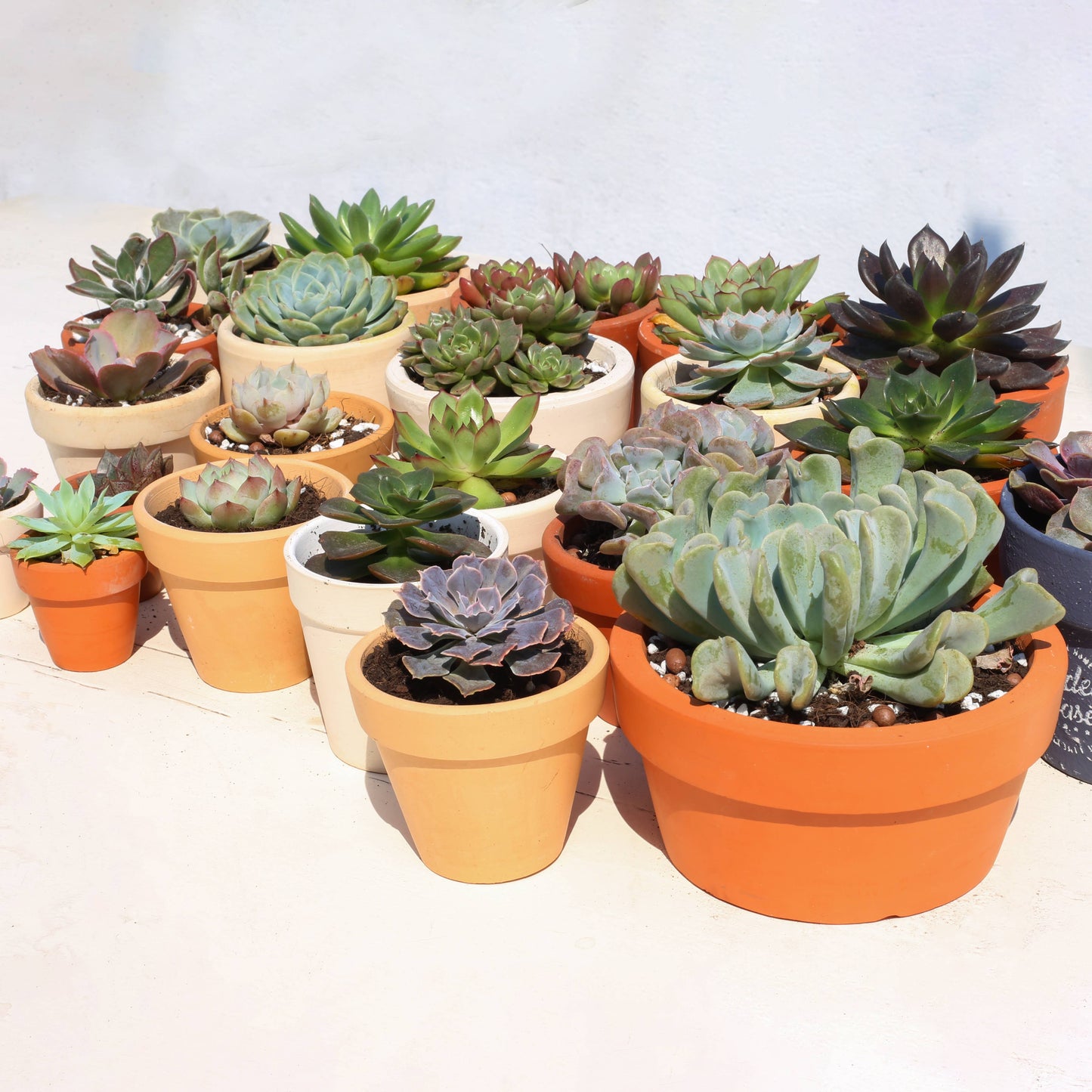 Random Succulent Tray - 64 Live Bulk Succulents - 2in Pot