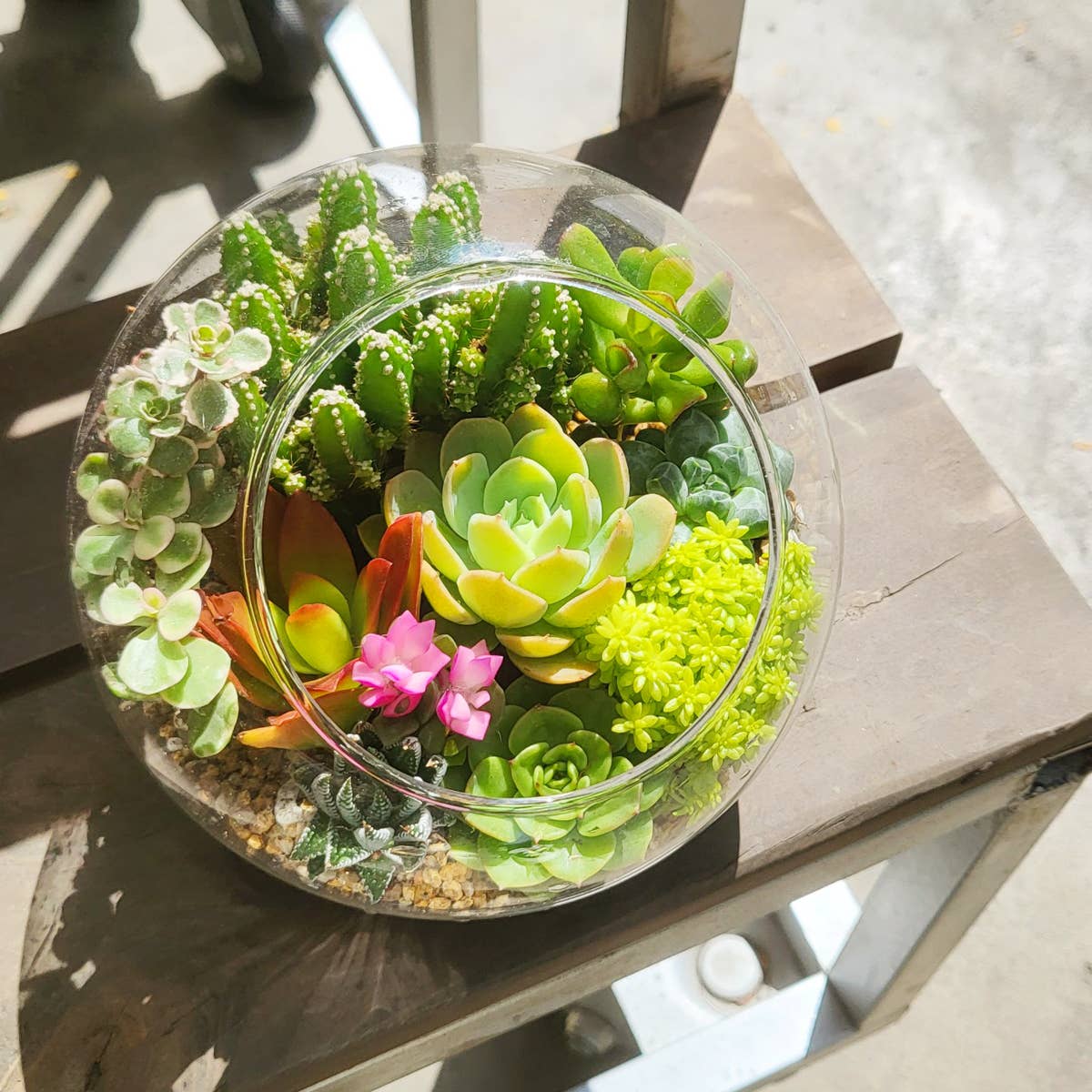 Rosette Succulent Tray - 64 Live Bulk Succulents - 8 Species