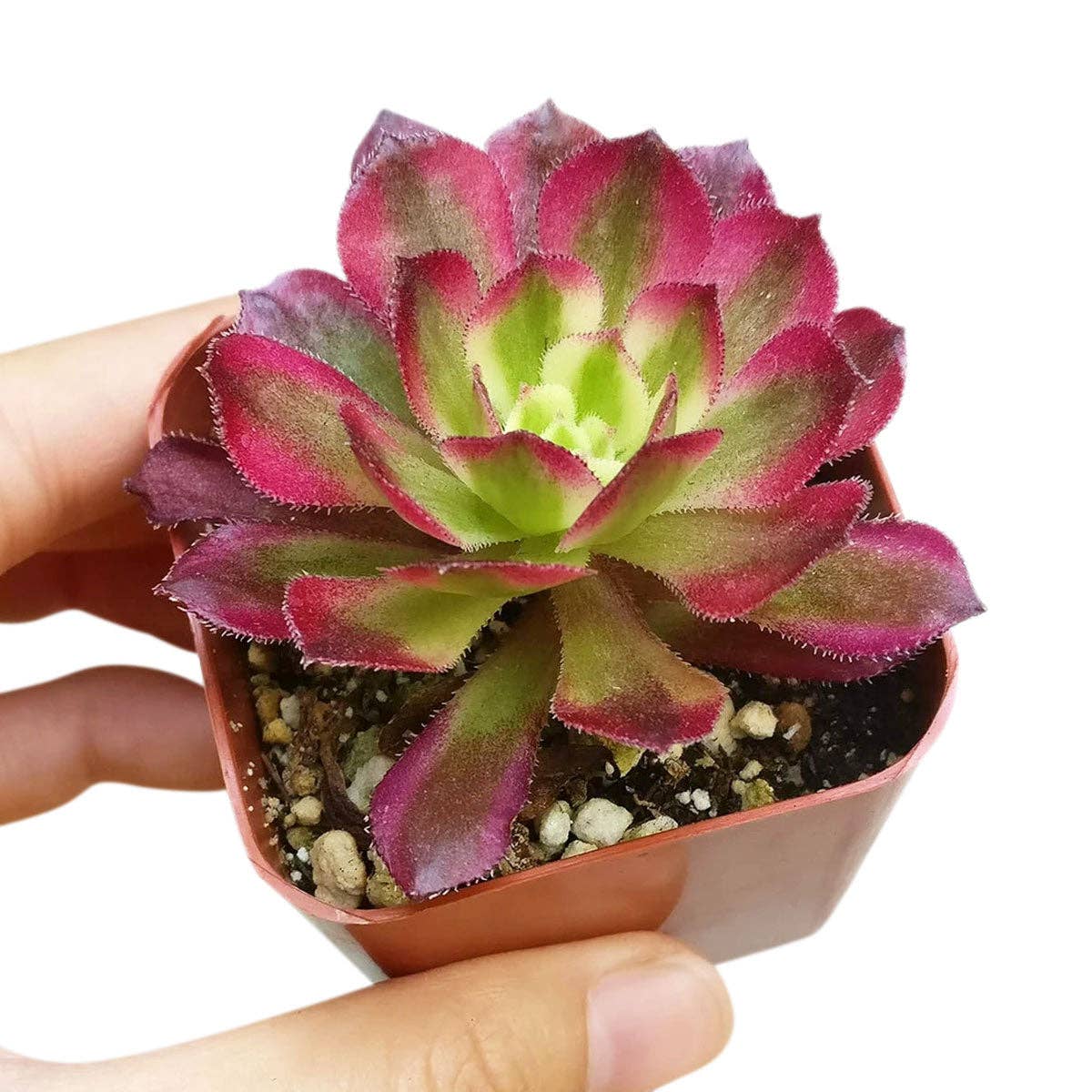 Rosette Succulent Tray - 64 Live Bulk Succulents - 8 Species