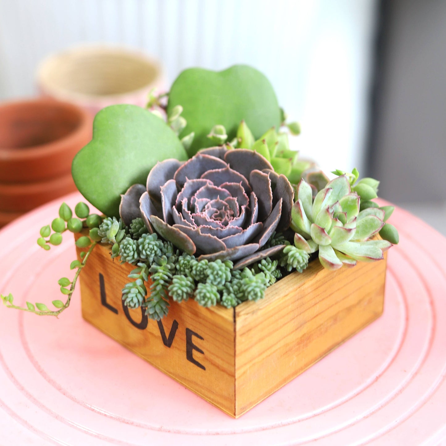 Rosette Succulent Tray - 64 Live Bulk Succulents - 8 Species