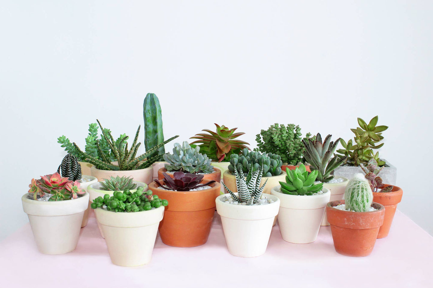 Random Succulent Tray - 64 Live Bulk Succulents - 2in Pot