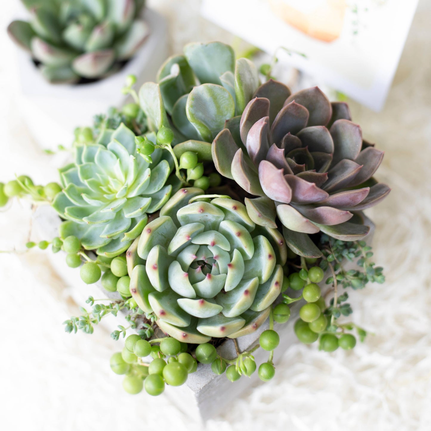 Rosette Succulent Tray - 64 Live Bulk Succulents - 8 Species