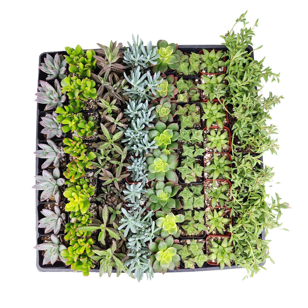 Random Succulent Tray - 64 Live Bulk Succulents - 2in Pot