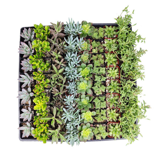 Random Succulent Tray - 64 Live Bulk Succulents - 2in Pot