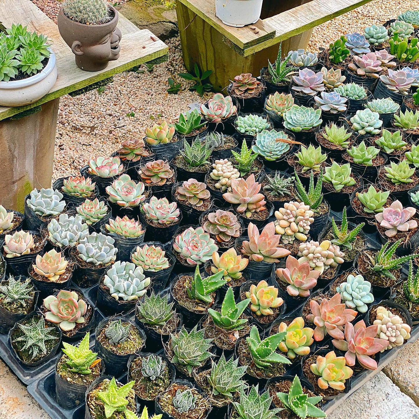 Random Succulent Tray - 64 Live Bulk Succulents - 2in Pot