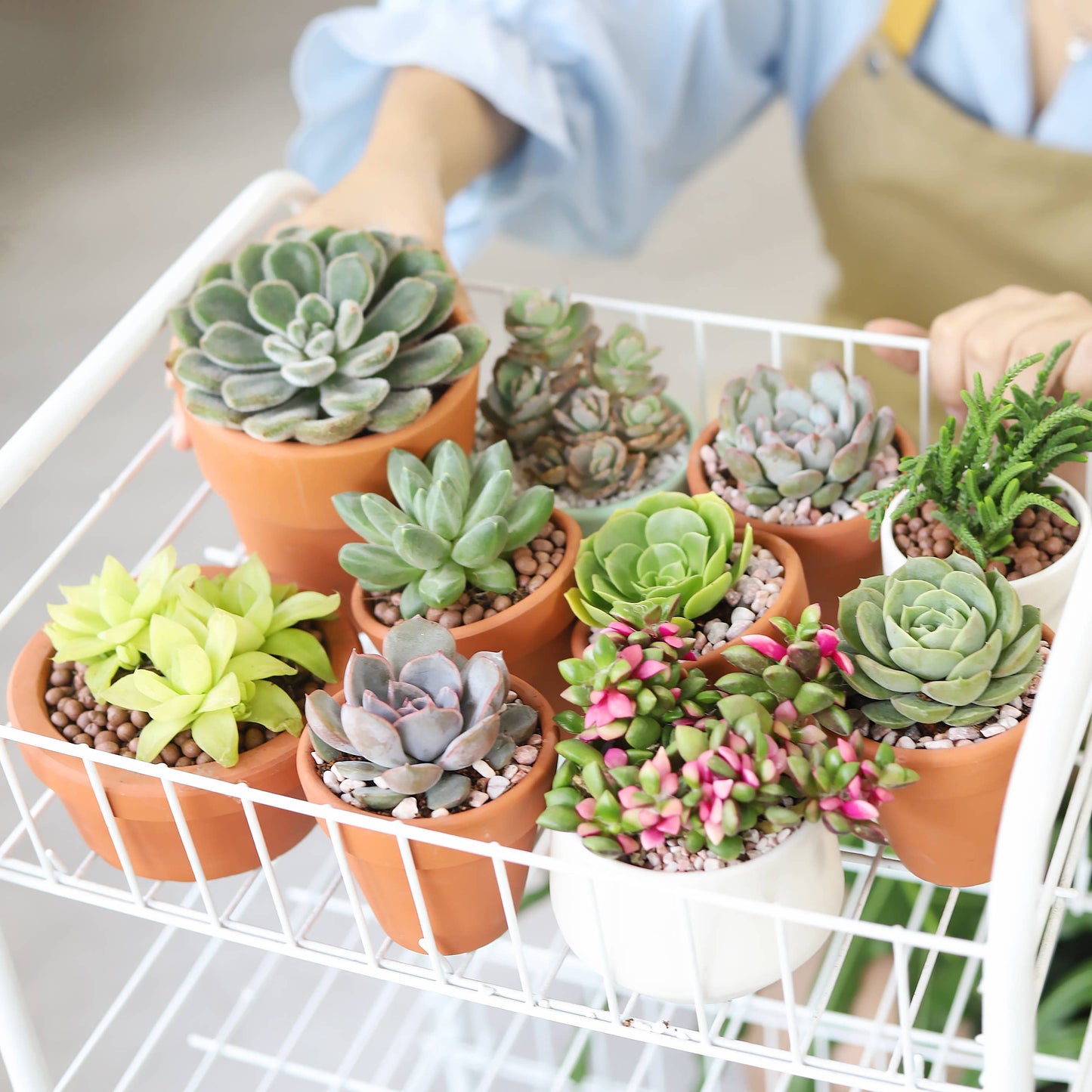 Random Succulent Tray - 64 Live Bulk Succulents - 2in Pot