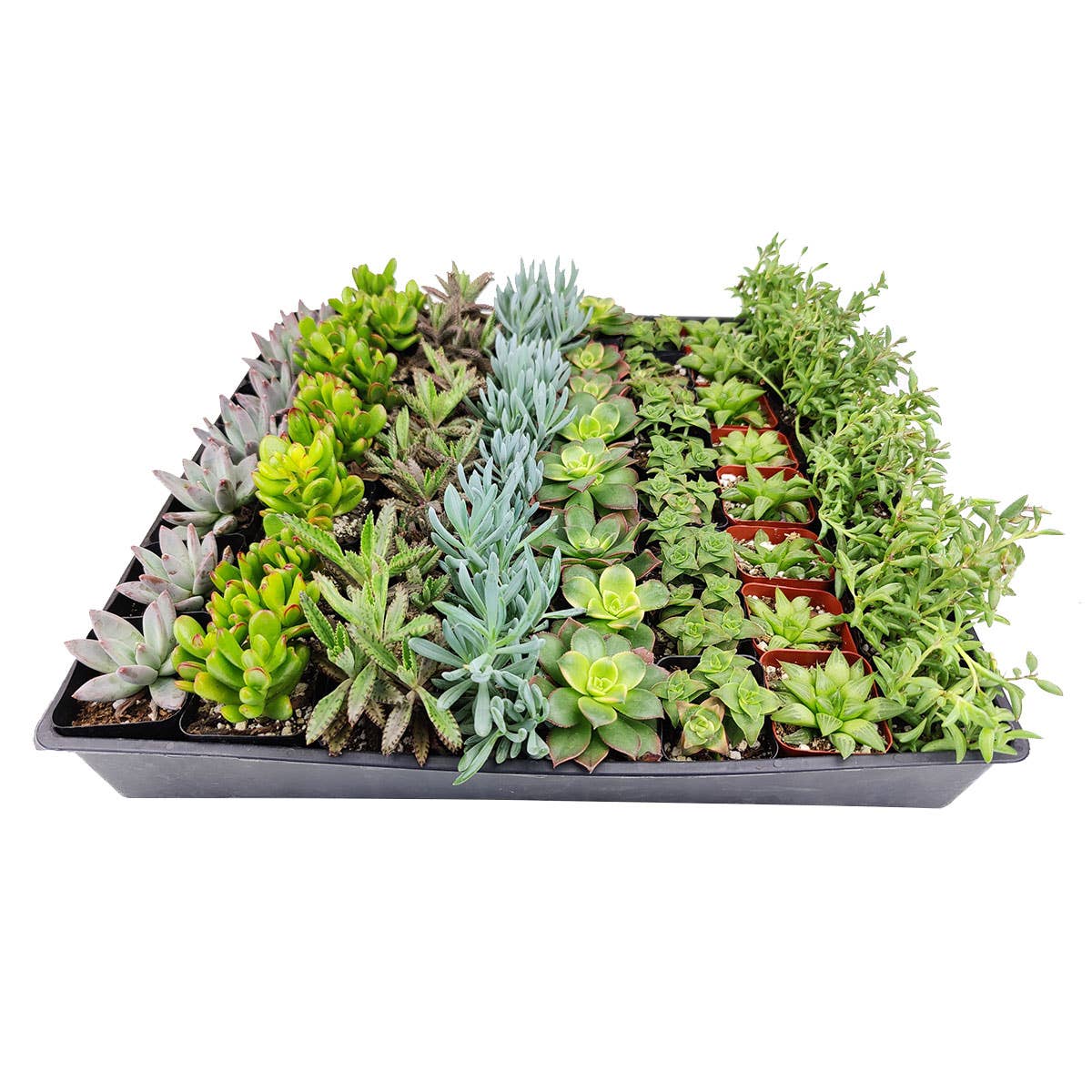 Random Succulent Tray - 64 Live Bulk Succulents - 2in Pot
