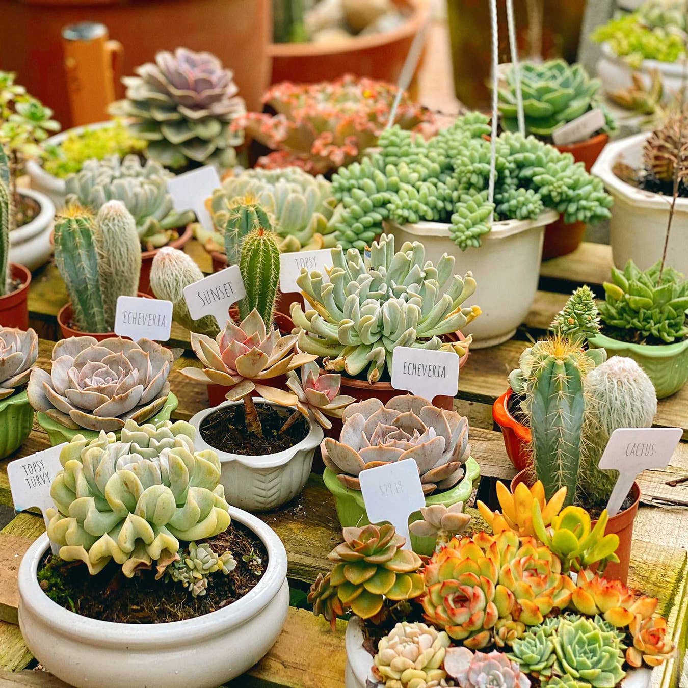 Random Succulent Tray - 64 Live Bulk Succulents - 2in Pot