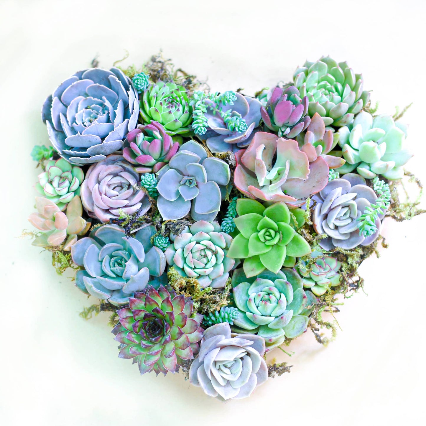 Rosette Succulent Tray - 64 Live Bulk Succulents - 8 Species