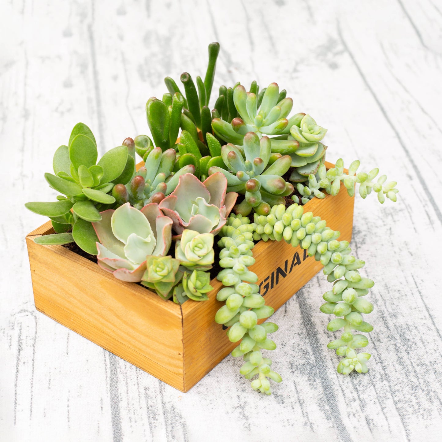 Random Succulent Tray - 64 Live Bulk Succulents - 2in Pot