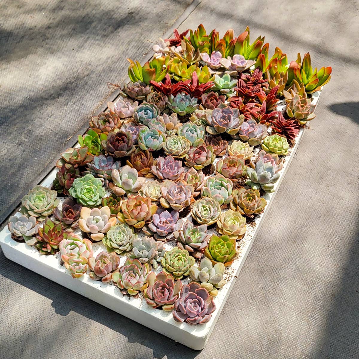 Rosette Succulent Tray - 64 Live Bulk Succulents - 8 Species